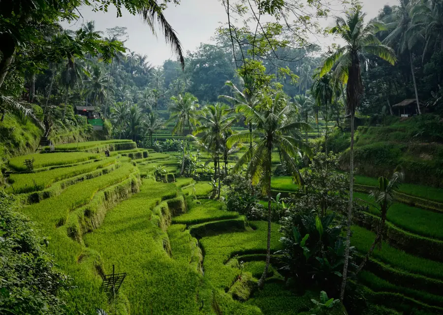 Rice terraces in Bali
